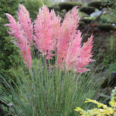 Cortaderia selloana 'Pink Feather' Pampafű