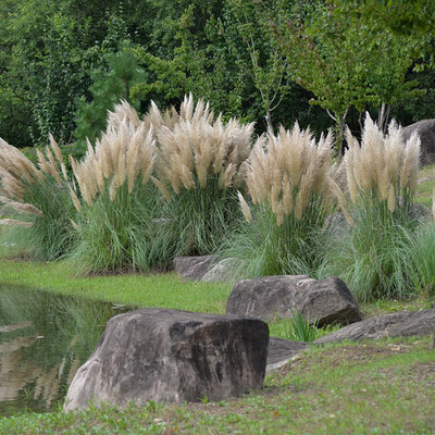 Cortaderia selloana 'Pumila' Pampafű