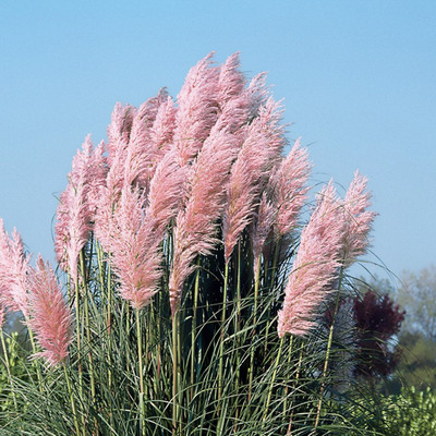 Cortaderia selloana 'Rosea' Pampafű