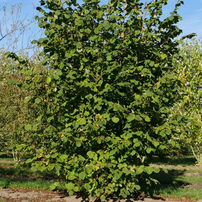 Corylus avellana 'Cosford' Étkezési mogyoró