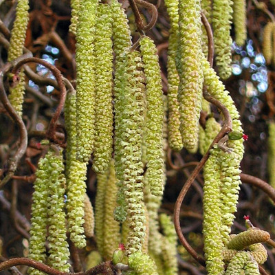 Étkezési mogyoró Corylus avellana 'Cosford'
