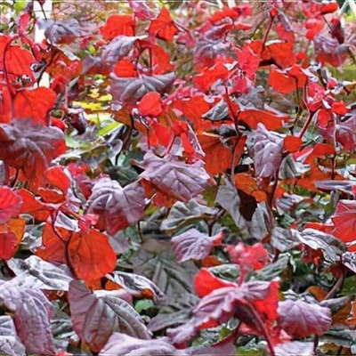 Corylus avellana 'Red Majestic' Csavart v&eacute;rmogyor&oacute;