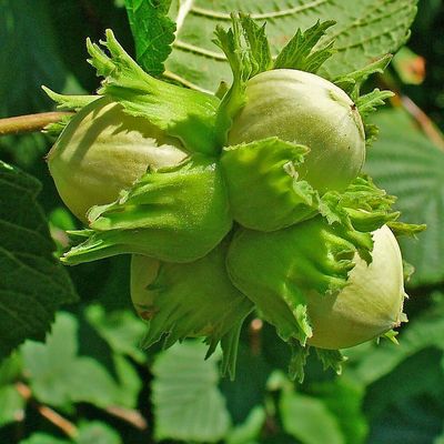 Corylus avellana 'Tonda Gentile' Étkezési mogyoró