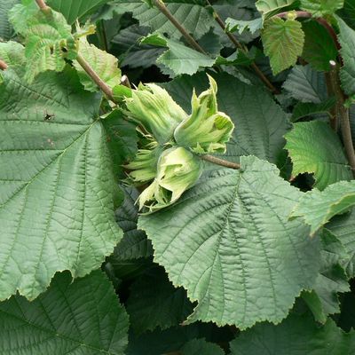 Corylus avellana "Bőtermő Nagy" Étkezési mogyoró