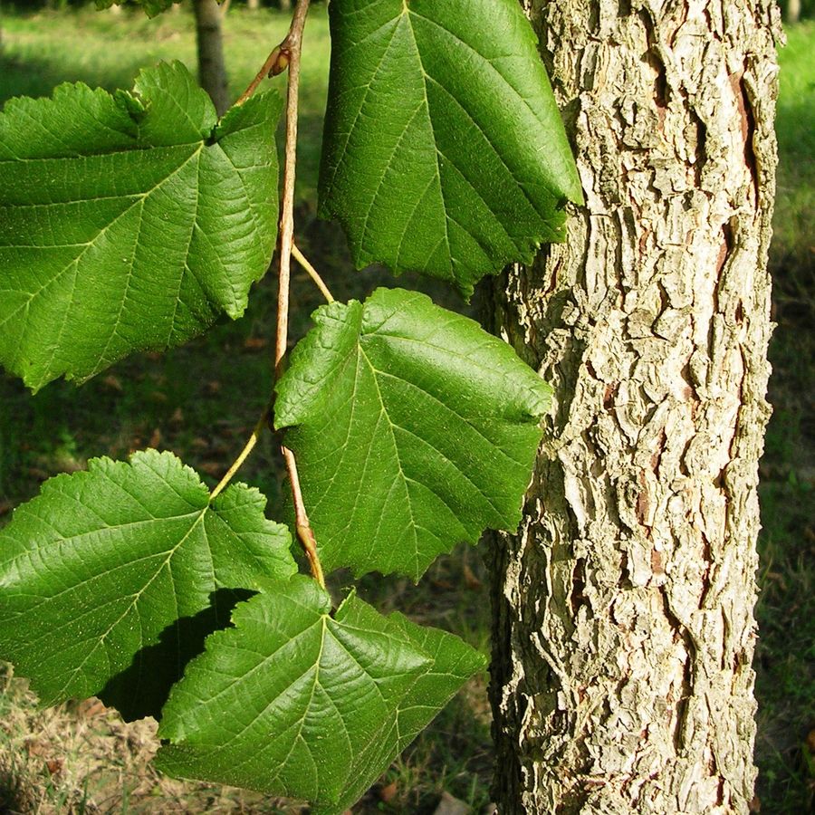 V&ouml;r&ouml;s lomb&uacute; t&ouml;r&ouml;kmogyor&oacute; Corylus colurna 'Silvanus'