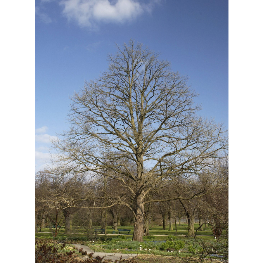 V&ouml;r&ouml;s lomb&uacute; t&ouml;r&ouml;kmogyor&oacute; Corylus colurna 'Silvanus'