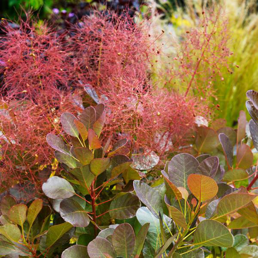 Csersz&ouml;m&ouml;rce Cotinus coggygria 'Flamissimo'