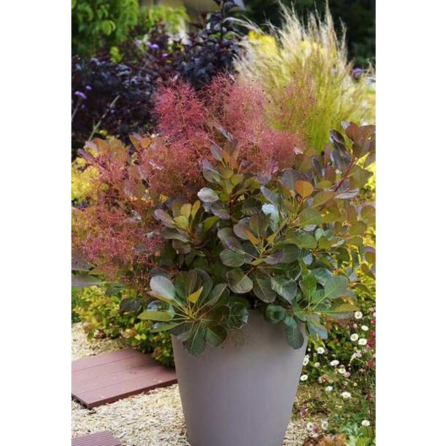 Csersz&ouml;m&ouml;rce Cotinus coggygria 'Flamissimo'