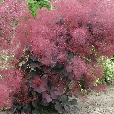 Cotinus coggygria 'Lilla' Törpe cserszömörce