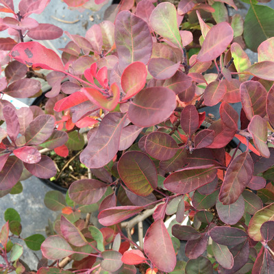 Cotinus coggygria 'Red Spirit' Cserszömörce