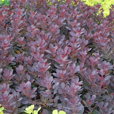 Cotinus coggygria 'Royal Purple' V&ouml;r&ouml;s csersz&ouml;m&ouml;rce