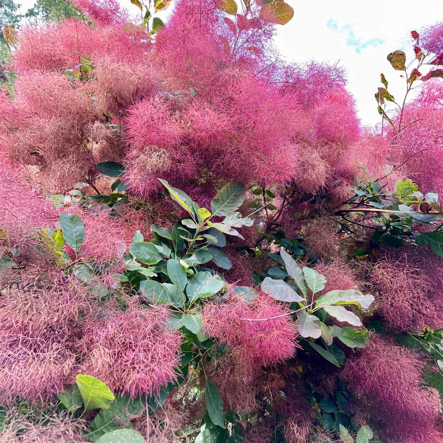 Cotinus coggygria 'Ruby Glow' Csersz&ouml;m&ouml;rce