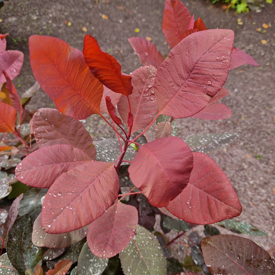 Csersz&ouml;m&ouml;rce Cotinus coggygria 'Ruby Glow'