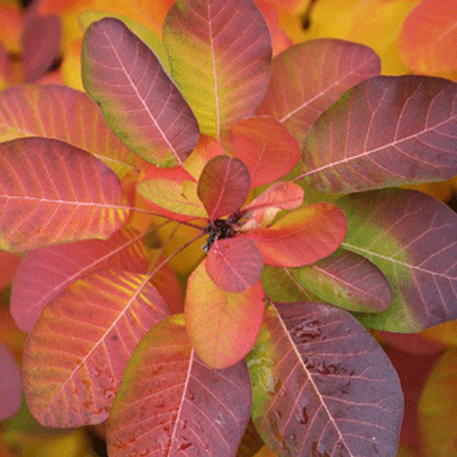 Csersz&ouml;m&ouml;rce Cotinus coggygria 'Ruby Glow'