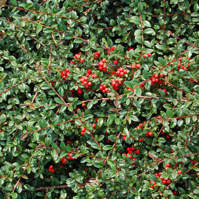 Cotoneaster dammeri 'Coral Beauty' Szőnyeg madárbirs