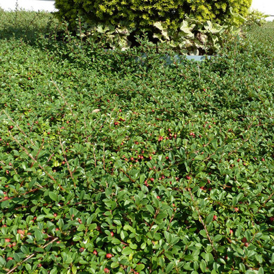 Cotoneaster dammeri 'Eichholz' Szőnyeg madárbirs