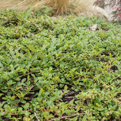 Cotoneaster dammeri 'Green Carpet' Szőnyeg mad&aacute;rbirs