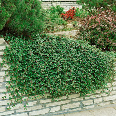 Cotoneaster dammeri 'Major' Szőnyeg madárbirs