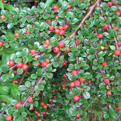 Cotoneaster dammeri 'Schoon' Szőnyeg mad&aacute;rbirs