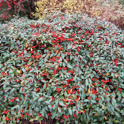 Cotoneaster salicifolius 'Herbstfeuer' Szőnyeg madárbirs