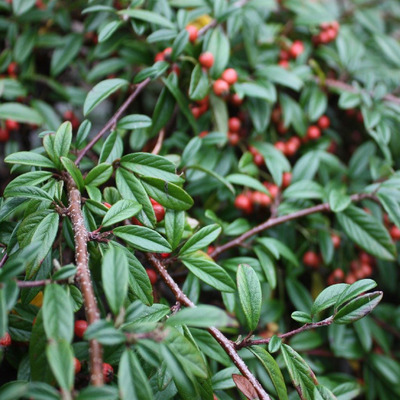 Cotoneaster salicifolius 'Parkteppich' Szőnyeg madárbirs