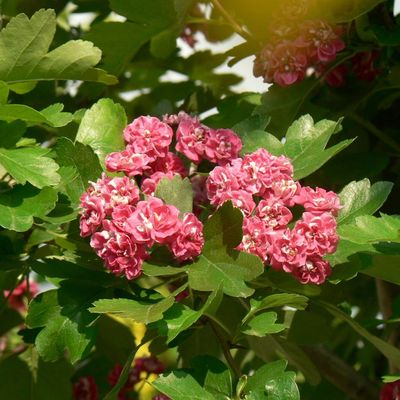 Piros virágú díszgalagonya Crataegus laevigata 'Paul's Scarlet'