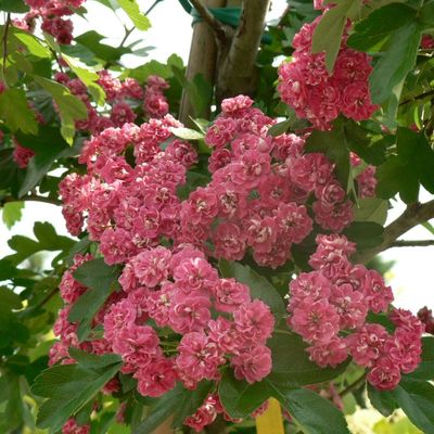 Piros virágú díszgalagonya Crataegus laevigata 'Paul's Scarlet'