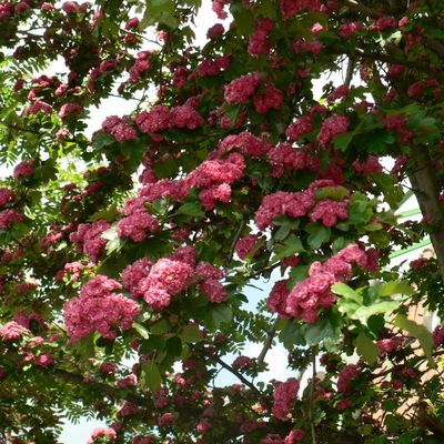 Crataegus laevigata 'Paul's Scarlet' Piros virágú díszgalagonya