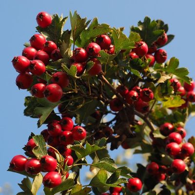 Crataegus lavallei 'Carrierei' F&eacute;nyes levelű galagonya