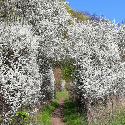 Crataegus monogyna Egybibés galagonya