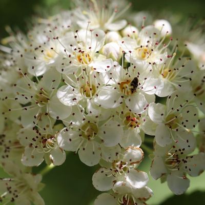 Egybibés galagonya Crataegus monogyna