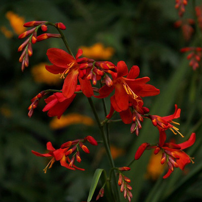 Crocosmia mix S&aacute;fr&aacute;nyfű fajt&aacute;k