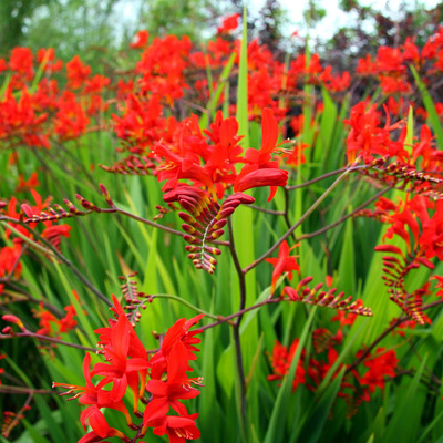 Crocosmia x crocosmiiflora 'Lucifer' Sáfrányfű