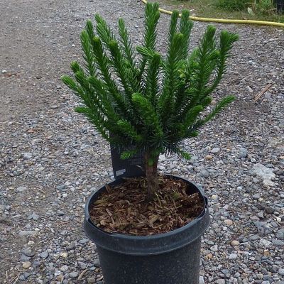 Törpe japánciprus Cryptomeria japonica 'Dinger'