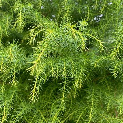 T&ouml;rpe jap&aacute;nciprus Cryptomeria japonica 'Elegans Viridis'