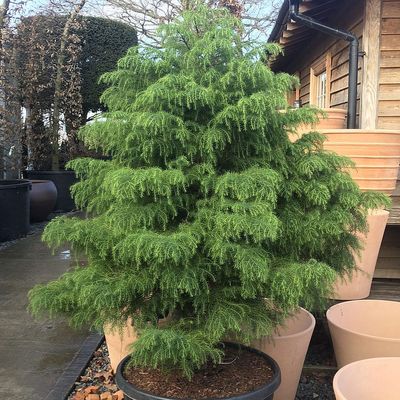 Cryptomeria japonica 'Elegans Viridis' T&ouml;rpe jap&aacute;nciprus