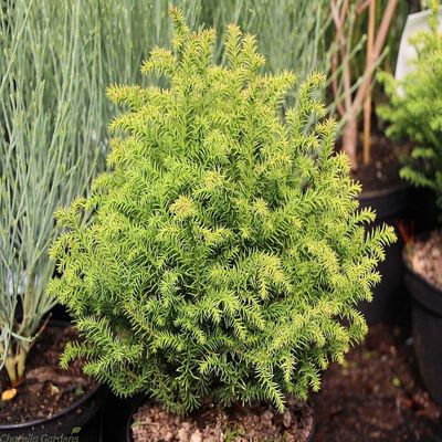 Cryptomeria japonica 'Vilmorin Gold' Törpe gömb japánciprus