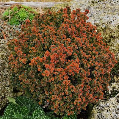 Törpe gömb japánciprus Cryptomeria japonica 'Vilmoriniana'
