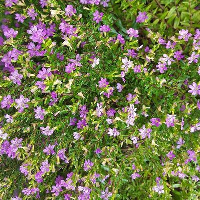 Cuphea hyssopifolia Japánmirtusz