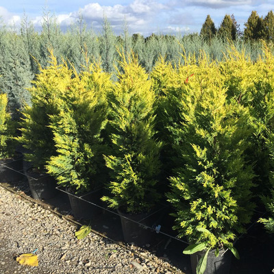 Arany leyland ciprus Cupressocyparis leylandii 'Gold Rider'