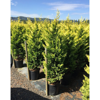 Arany leyland ciprus Cupressocyparis leylandii 'Gold Rider'