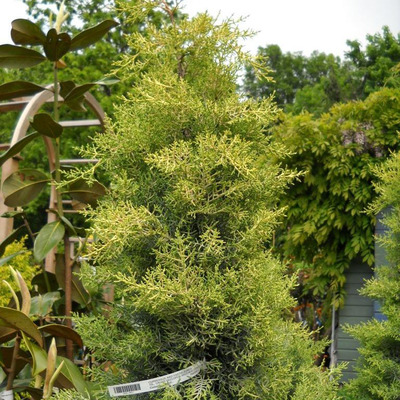 Cupressus arizonica 'Fastigiata Aurea' Arany arizonai ciprus