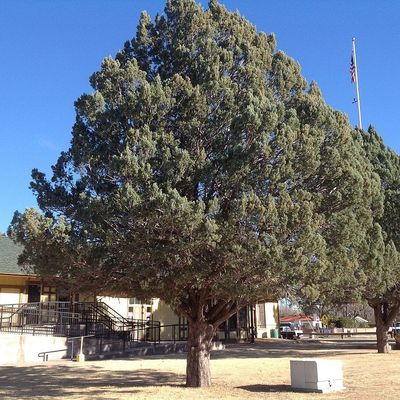 Arizonai ciprus Cupressus arizonica