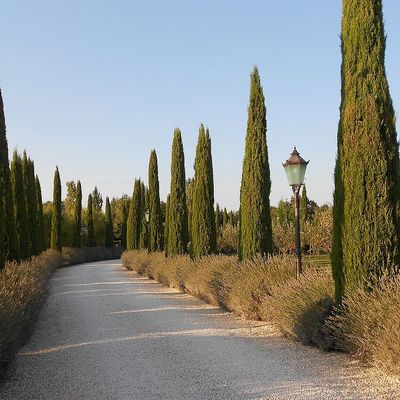 Cupressus sempervirens 'Totem' Oszlopos európai ciprus