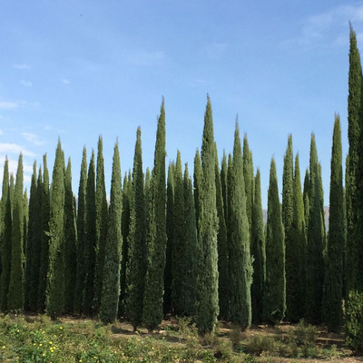 Cupressus sempervirens 'BlueSky' Oszlopos európai ciprus