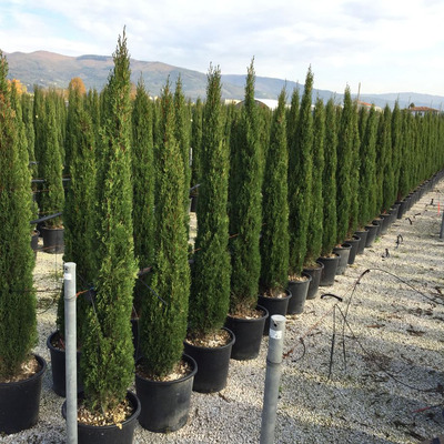 Oszlopos európai ciprus Cupressus sempervirens 'Pyramidalis'