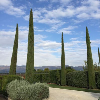 Oszlopos európai ciprus Cupressus sempervirens 'Pyramidalis'