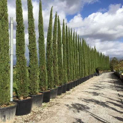 Oszlopos európai ciprus Cupressus sempervirens 'Pyramidalis'