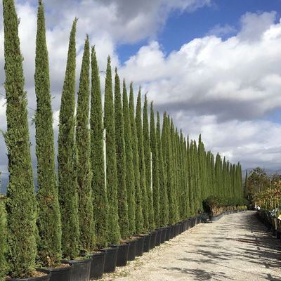 Oszlopos európai ciprus Cupressus sempervirens 'Pyramidalis'