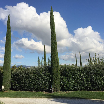 Oszlopos európai ciprus Cupressus sempervirens 'Pyramidalis'